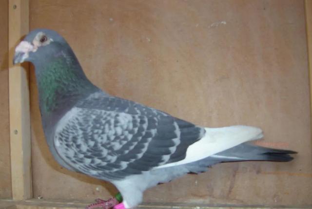 AA, 选择这样的, 质好 AA, 选择这样的, 质好