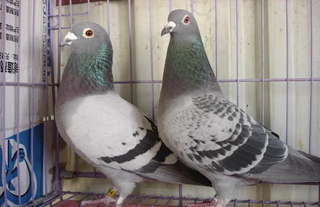 上手不安分 上手不安分