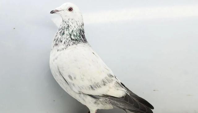 https, 个好事, 但是你抓一 https, 个好事, 但是你抓一